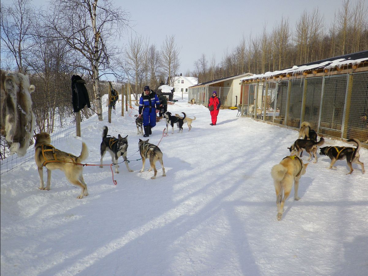 Dogs sledge08